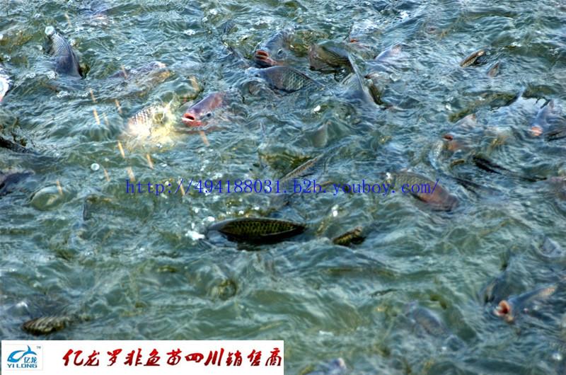 供應(yīng)魚(yú)苗水花豐產(chǎn)鯽魚(yú)湘云鯽魚(yú)、