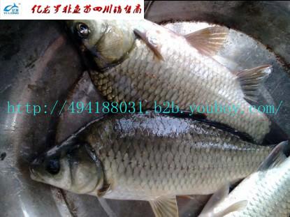 供應先科巨鯽魚苗批發(fā)】