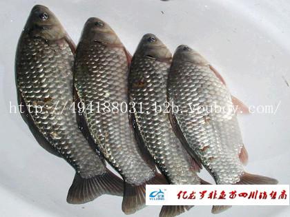 先科巨鯽魚(yú)養(yǎng)殖魚(yú)苗圖片