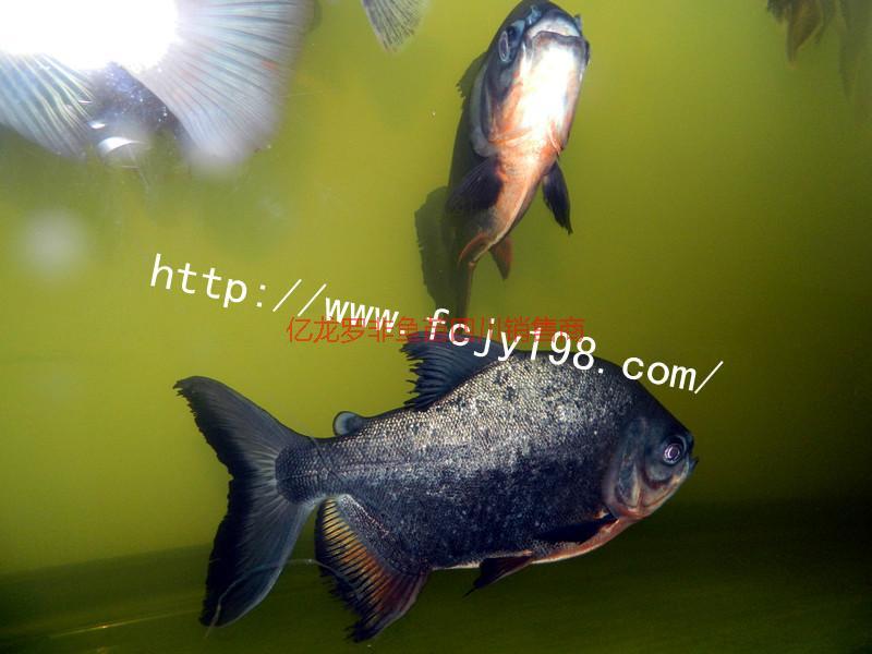 四川淡水白鯧燕尾鯧圖片