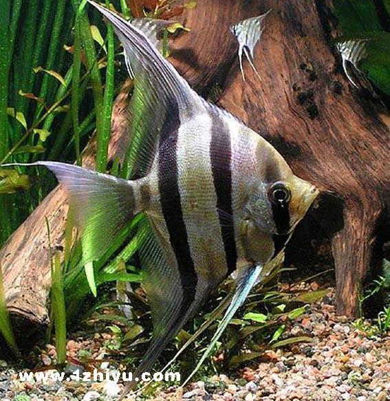 熱帶魚大燕魚圖片