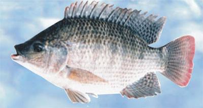 供應(yīng)羅非魚苗羅非魚大量供應(yīng)@