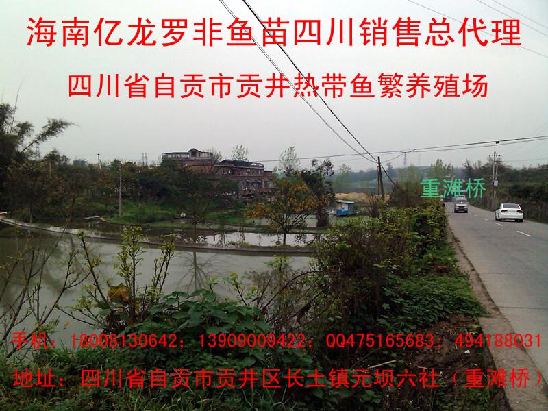 供應(yīng)羅非魚苗2016。