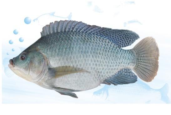 羅非魚苗圖片/羅非魚苗樣板圖 (3)