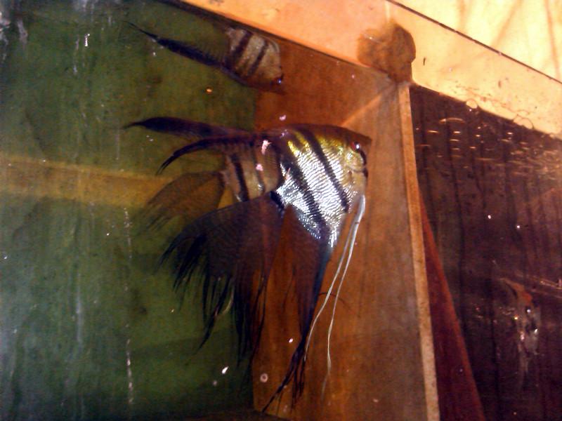 供應(yīng)斑馬燕、