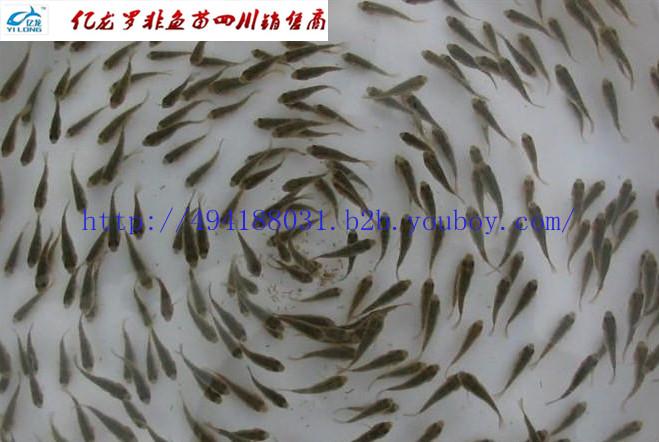 供應(yīng)2016羅非魚苗魚花成魚。