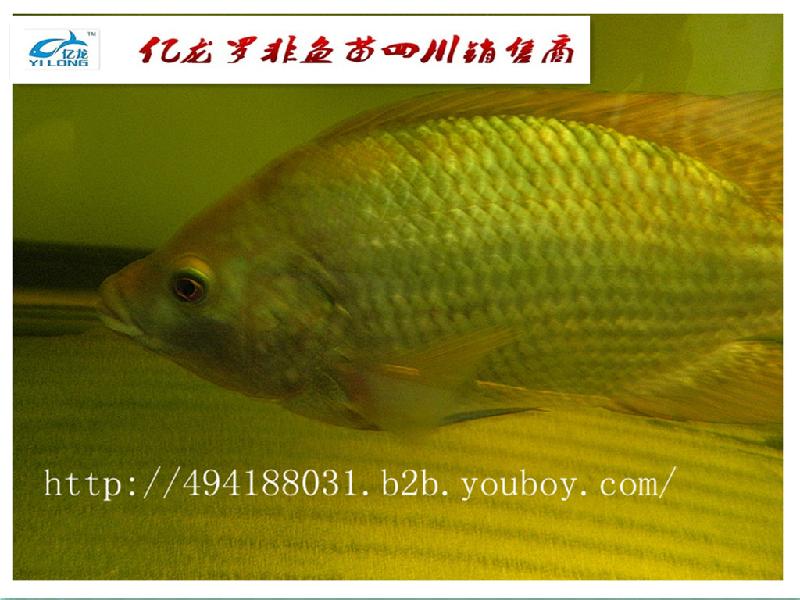 供應羅非魚苗紅羅非魚苗鯽魚水花羅非魚苗紅羅非魚苗鯽魚水花）