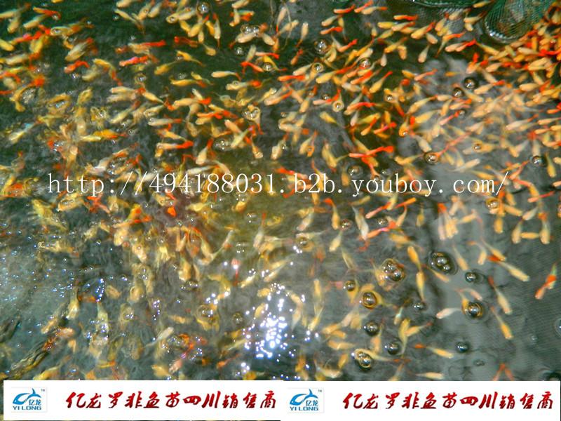 四川批發(fā)孔雀魚熱帶魚圖片