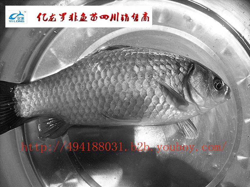 供應(yīng)湘云鯽魚(yú)苗工程鯽魚(yú)、