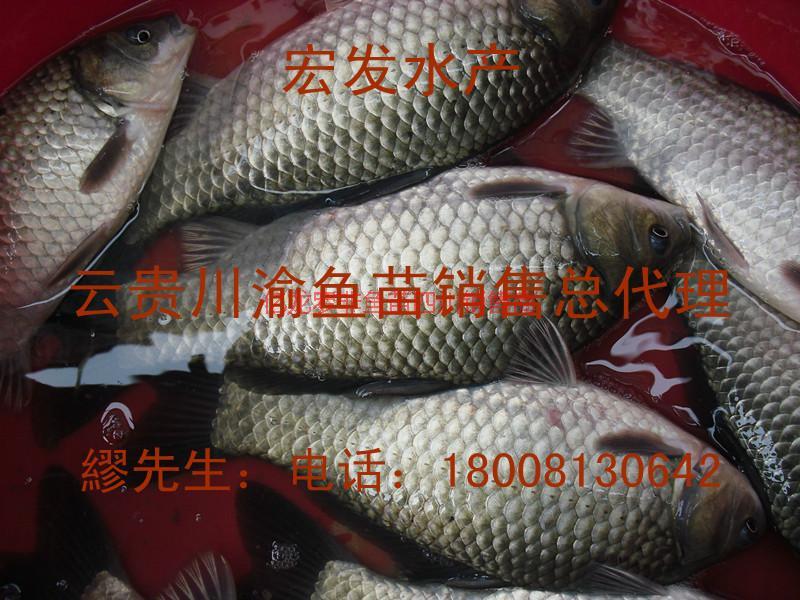 良種鯽魚魚苗樂至銷售四川魚苗圖片