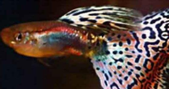 批發(fā)孔雀魚圖片