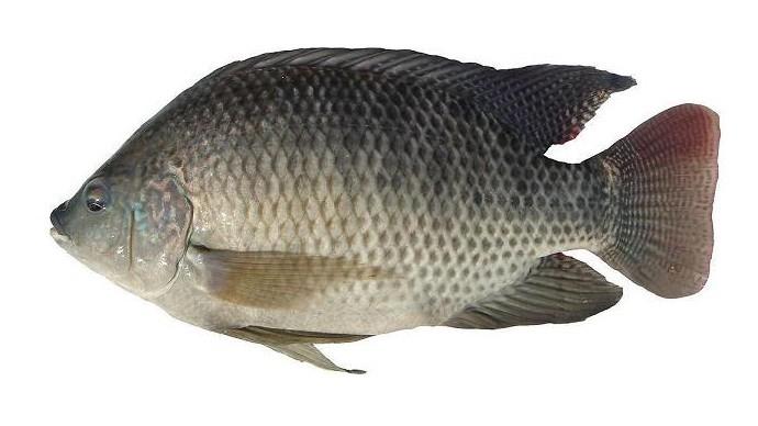 供應(yīng)良種羅非魚供貨商、