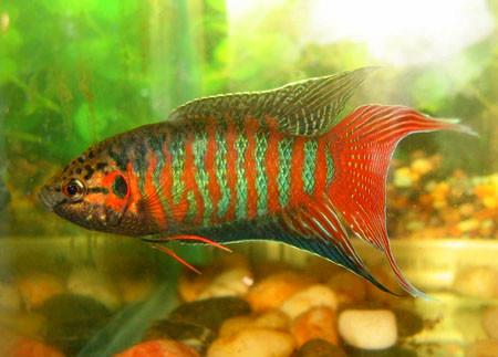 中國本土觀賞魚中國斗魚圖片
