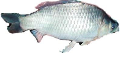 供應(yīng)先科巨鯽=