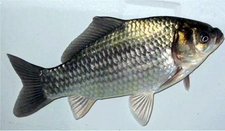 供應豐產鯽魚宏豐2鯽魚@