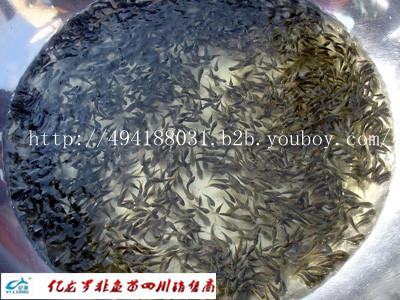 羅非魚苗圖片/羅非魚苗樣板圖 (3)