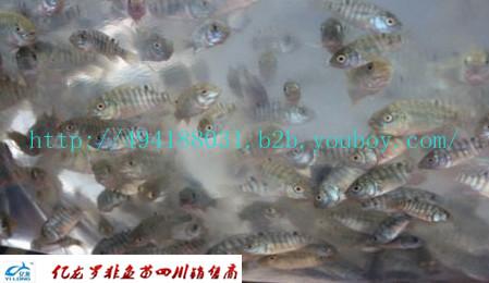 羅非魚苗圖片/羅非魚苗樣板圖 (3)