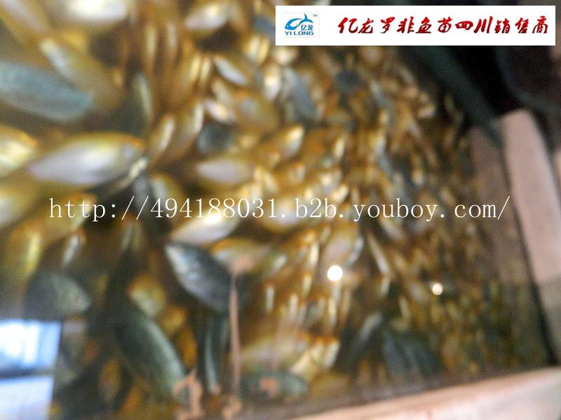 供應(yīng)大量供應(yīng)熱帶魚鰻龍=