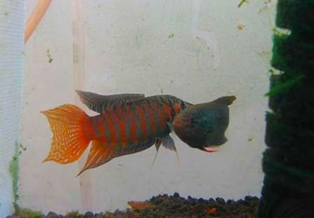 觀賞魚中國斗魚、