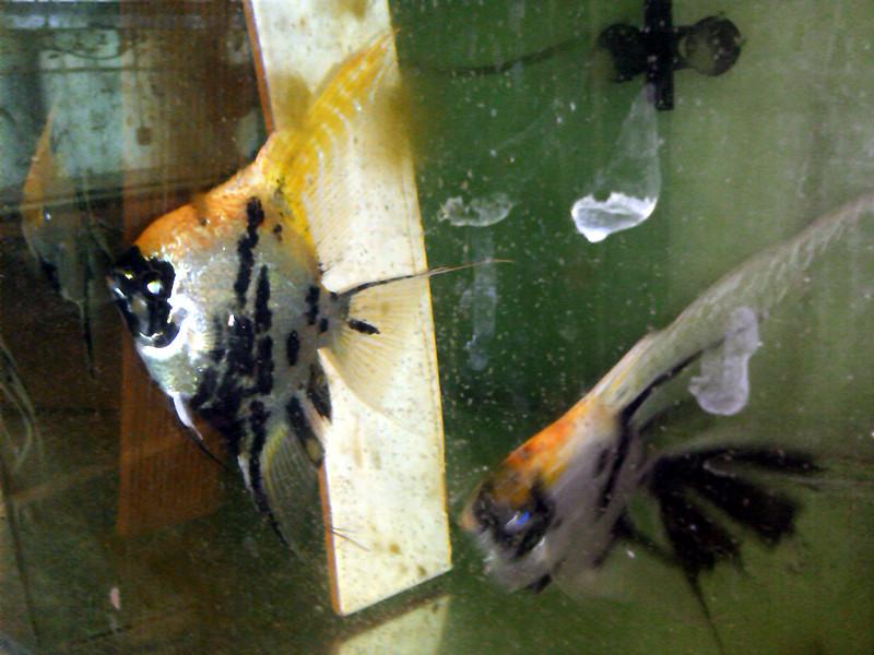 供應(yīng)熊貓燕魚@ 熊貓燕魚熱帶淡水觀賞魚