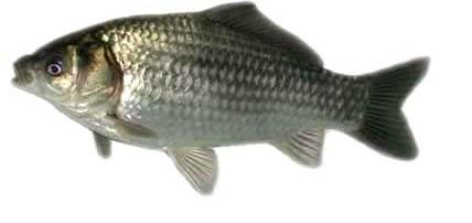 供應(yīng)豐產(chǎn)鯽魚苗豐產(chǎn)鯽魚、