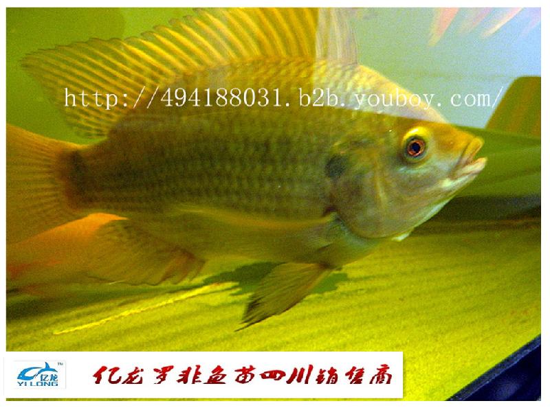 羅非魚(yú)苗成都羅非魚(yú)苗、、、