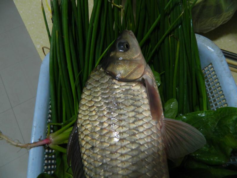 供應(yīng)先科巨鯽魚新科巨鯽魚、