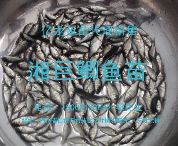 宜賓巨鯽魚苗、、、
