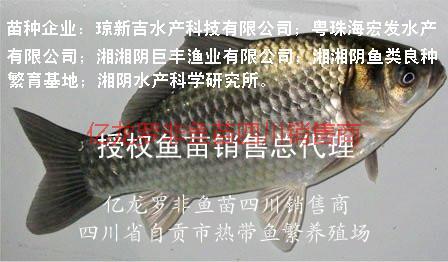 豐產(chǎn)鯽豐產(chǎn)鯽魚苗批發(fā)圖片