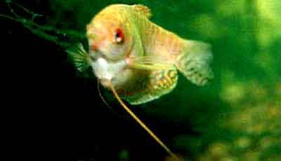 供應(yīng)熱帶魚鰻龍、