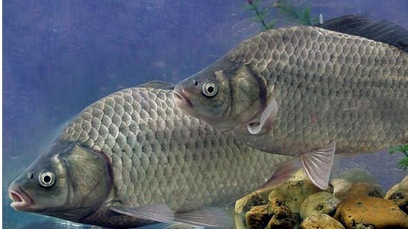 鯽魚苗圖片/鯽魚苗樣板圖 (3)
