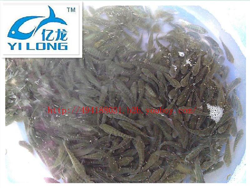 供應(yīng)羅非魚(yú)四川羅非魚(yú)億龍羅非魚(yú)苗羅非魚(yú)四川羅非魚(yú)億龍羅非魚(yú)苗）