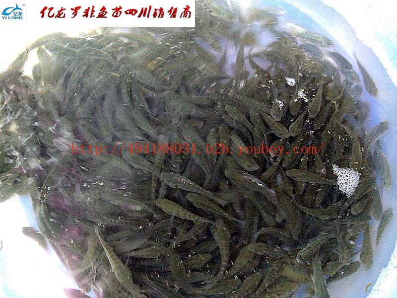 供應(yīng)四川供應(yīng)羅非魚苗、
