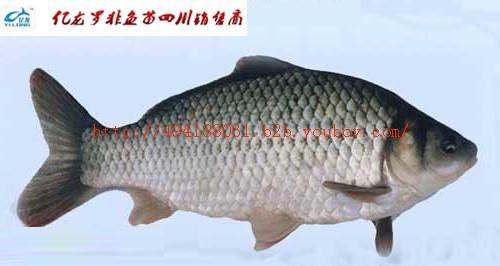 供應(yīng)四川自貢魚苗=