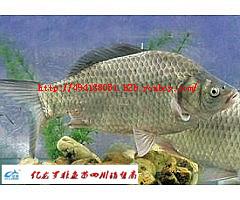 供應(yīng)魚苗水花豐產(chǎn)鯽魚湘云鯽魚=