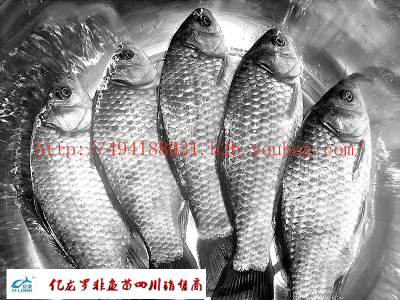 四川魚苗圖片