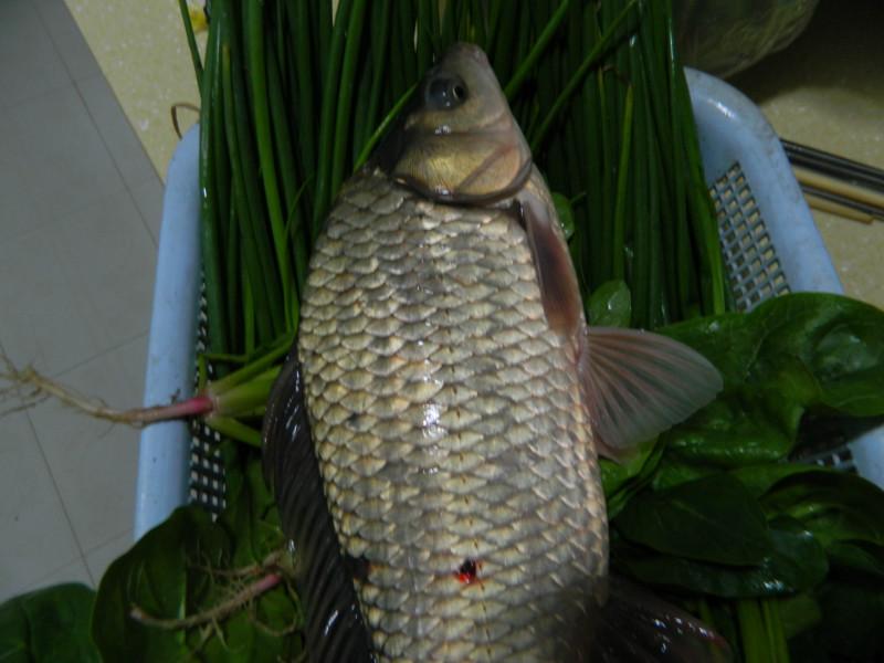 供應新科巨鯽新科鯽魚苗、