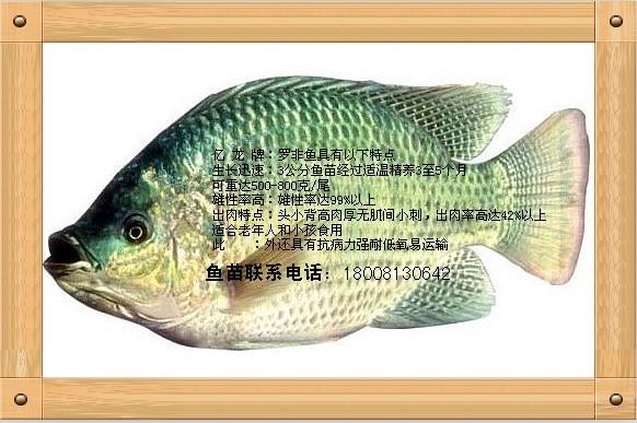 羅非魚豐產(chǎn)鯽魚白鯧新科巨鯽魚圖片