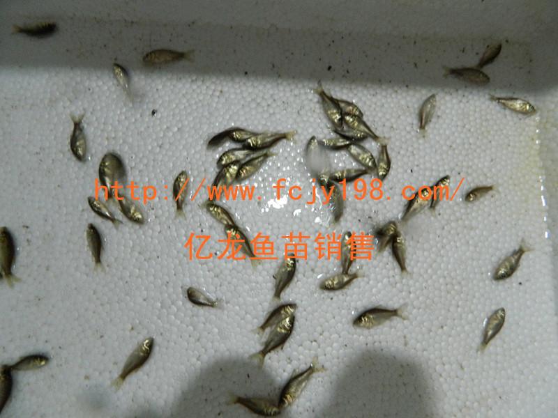 供應(yīng)湘鯽魚豐產(chǎn)鯽魚苗魚花成魚2016。