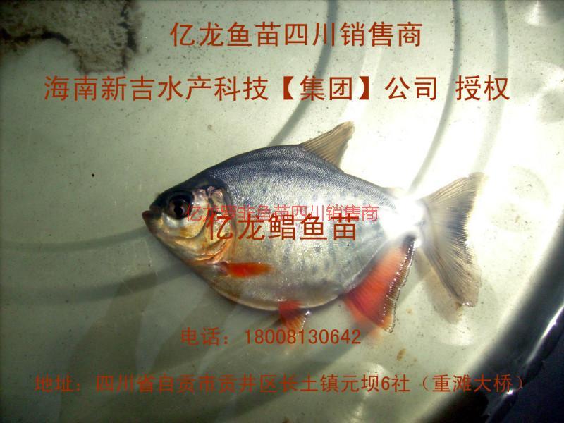 供應(yīng)羅非魚(yú)苗鯧魚(yú)苗、