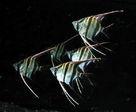 供應燕魚*魚、