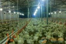 供應(yīng)小雞育雛*鍋爐，育雛升溫鍋爐