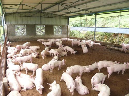 供應(yīng)豬舍調(diào)溫鍋爐環(huán)保節(jié)能