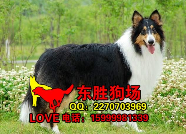 供应广州哪里有卖苏格兰牧羊犬