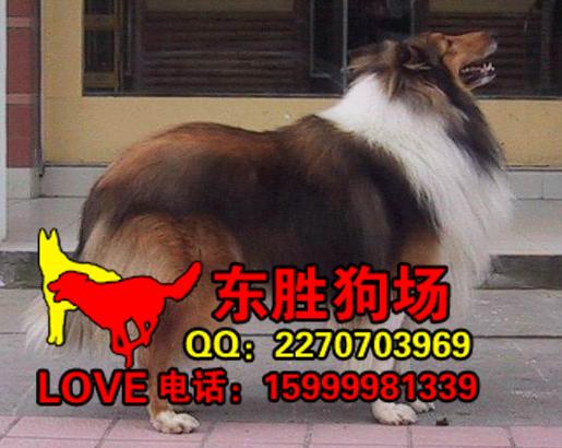 苏格兰牧羊犬图片苏牧好养吗图片