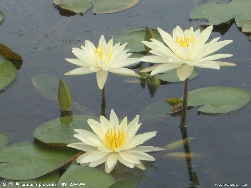 供应河北睡莲销售-河北睡莲销售电话-河北睡莲销售价格