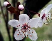 供應(yīng)紅葉李