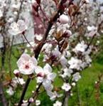 供應(yīng)紅葉李