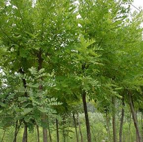 最好的國槐圖片/最好的國槐樣板圖 (3)