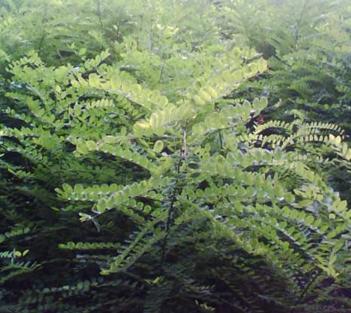 最好的國槐圖片/最好的國槐樣板圖 (2)